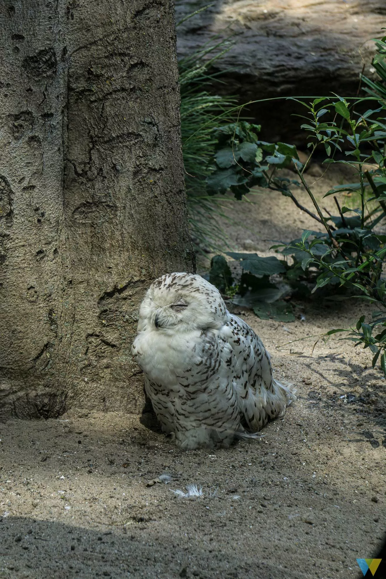 Schneeeule im Krefelder Zoo