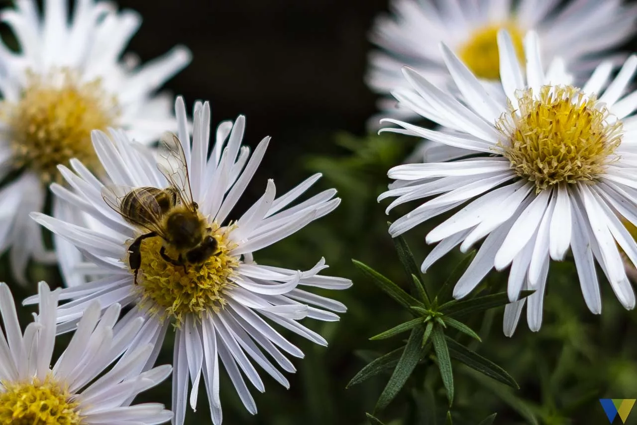 Biene am Herbstanfang