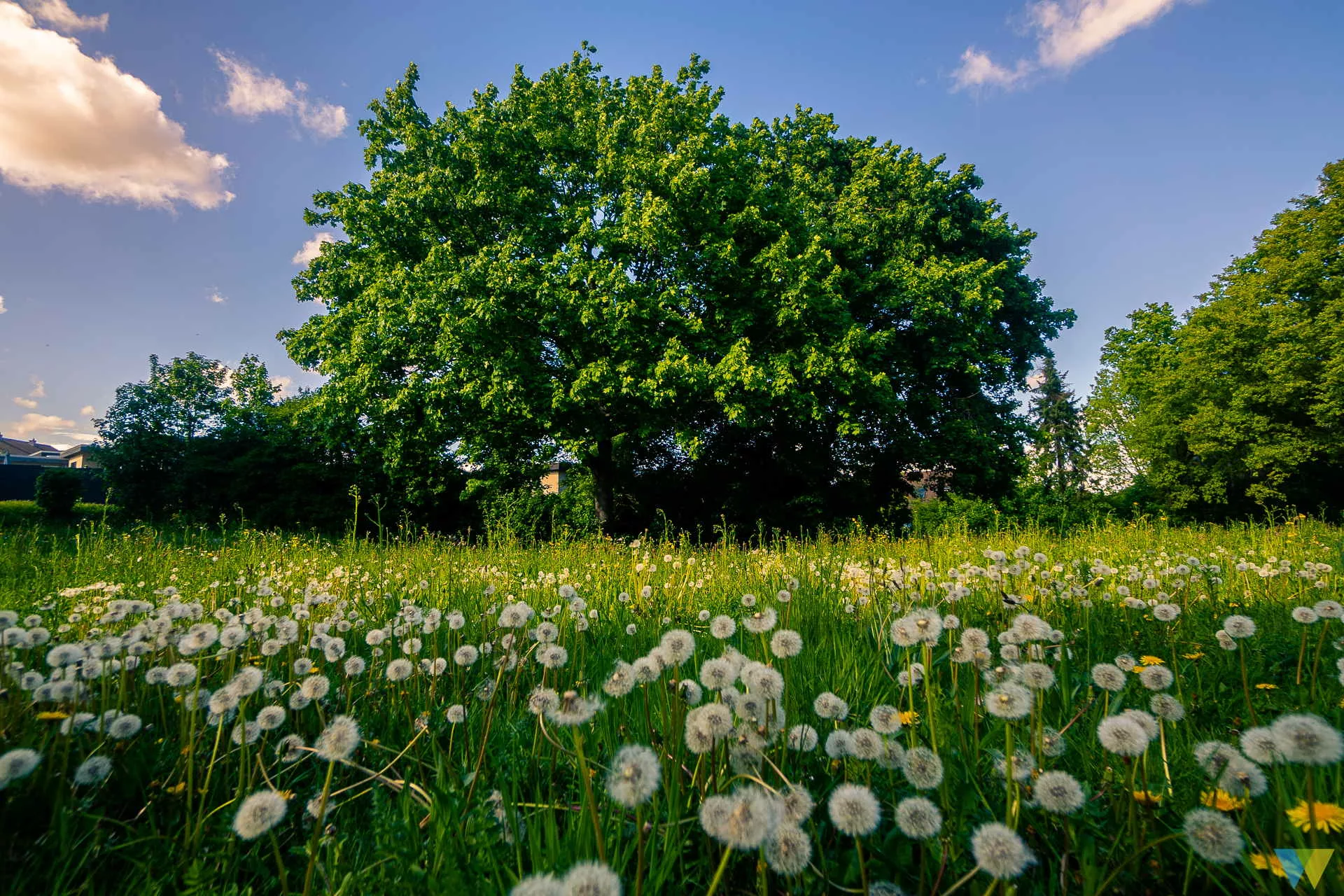 Pusteblumen