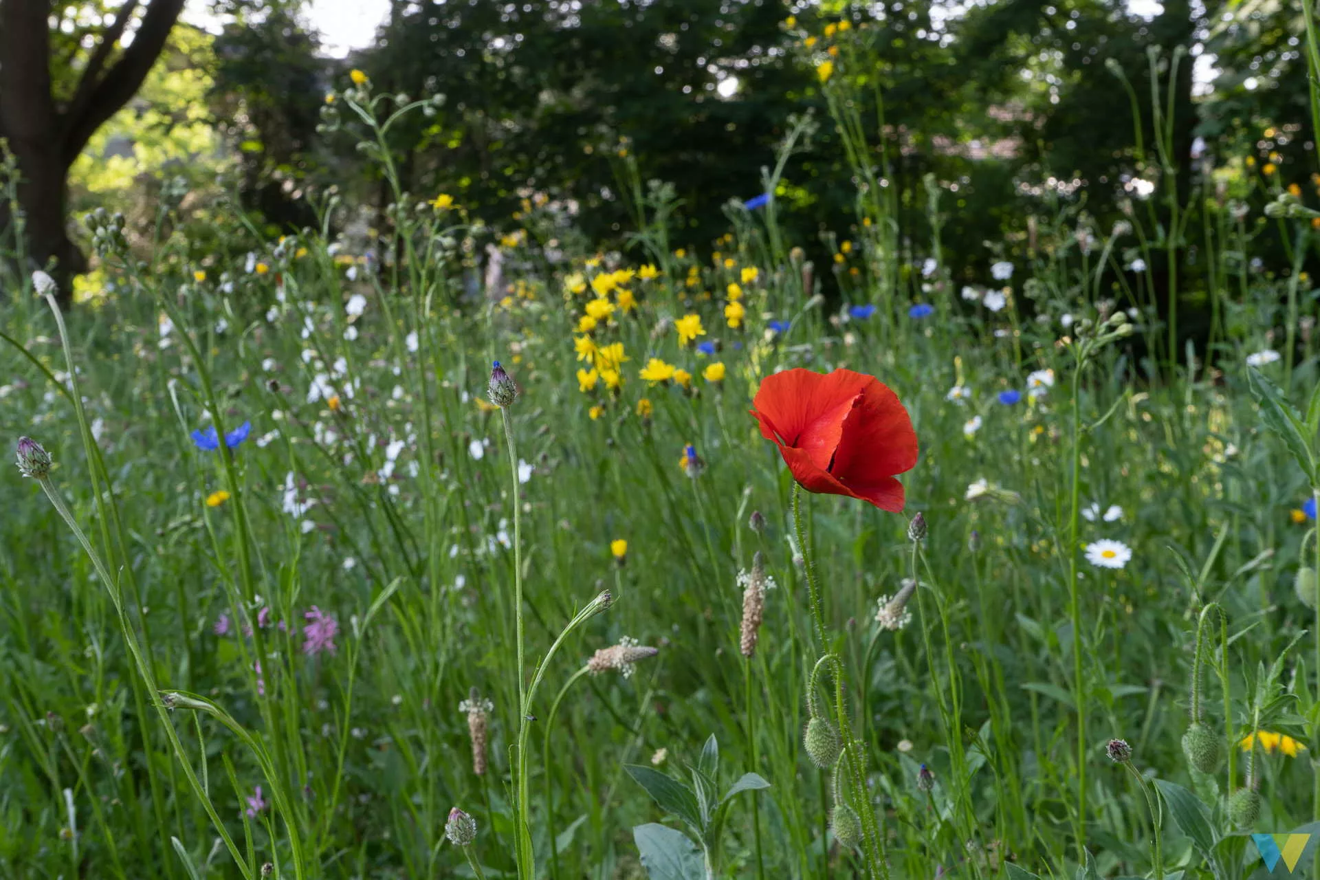 Nicht nur Mohn