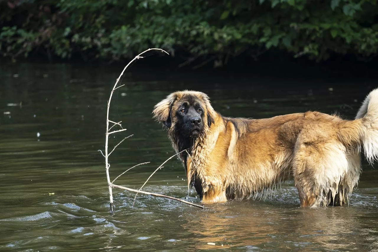 Anton im See