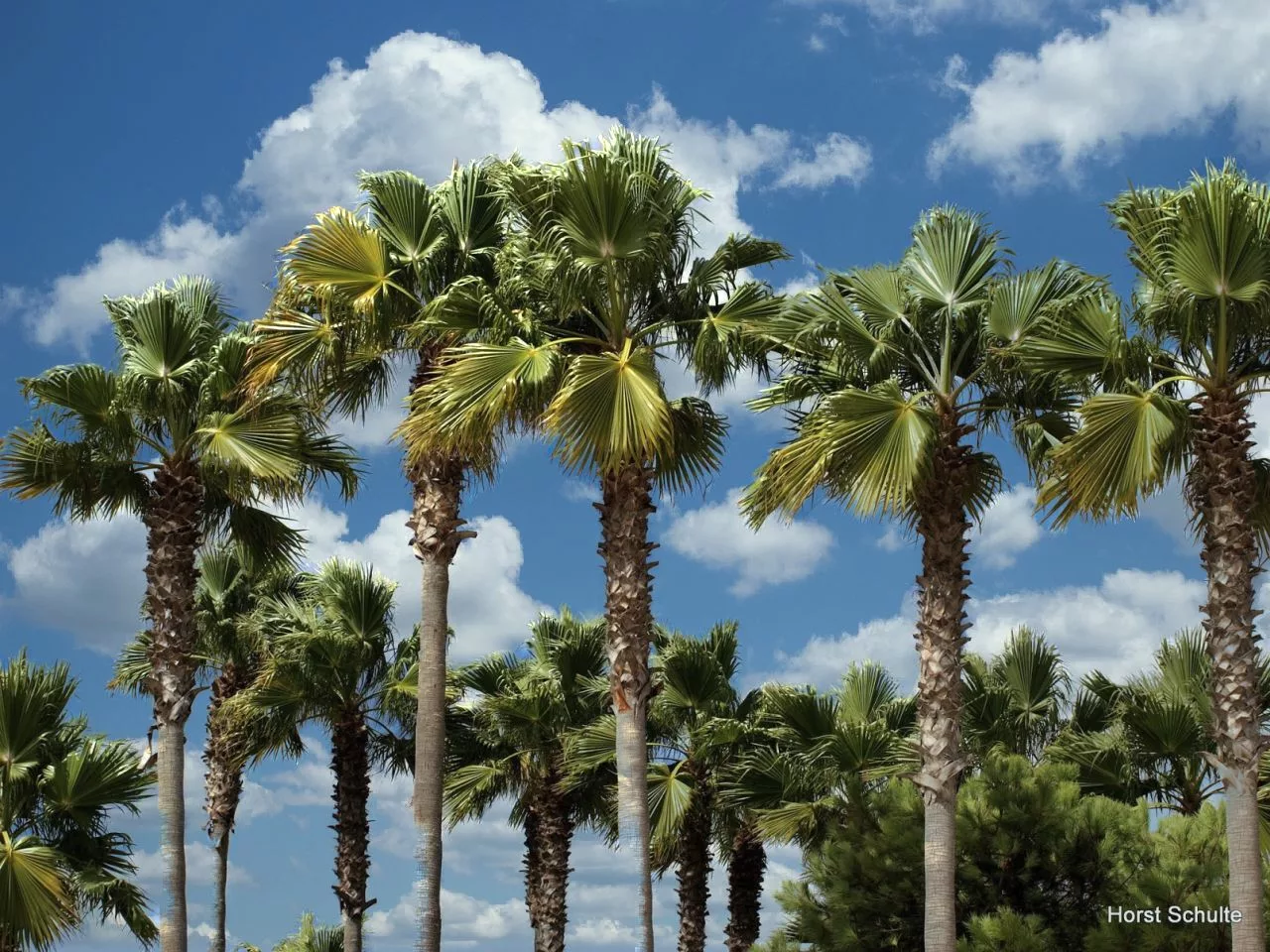 Palmen auf Gran Canaria