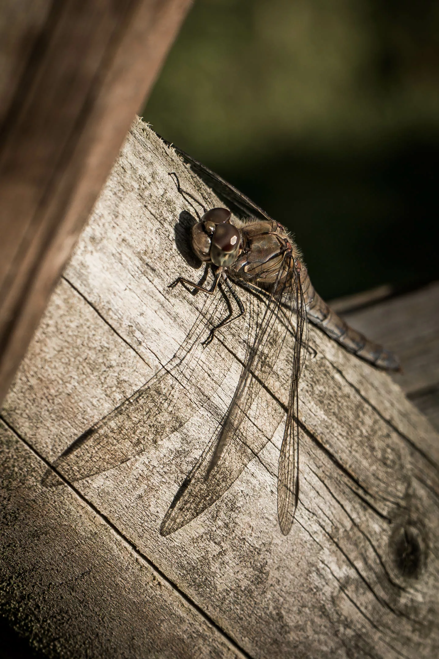 Libelle in der Herbstsonne