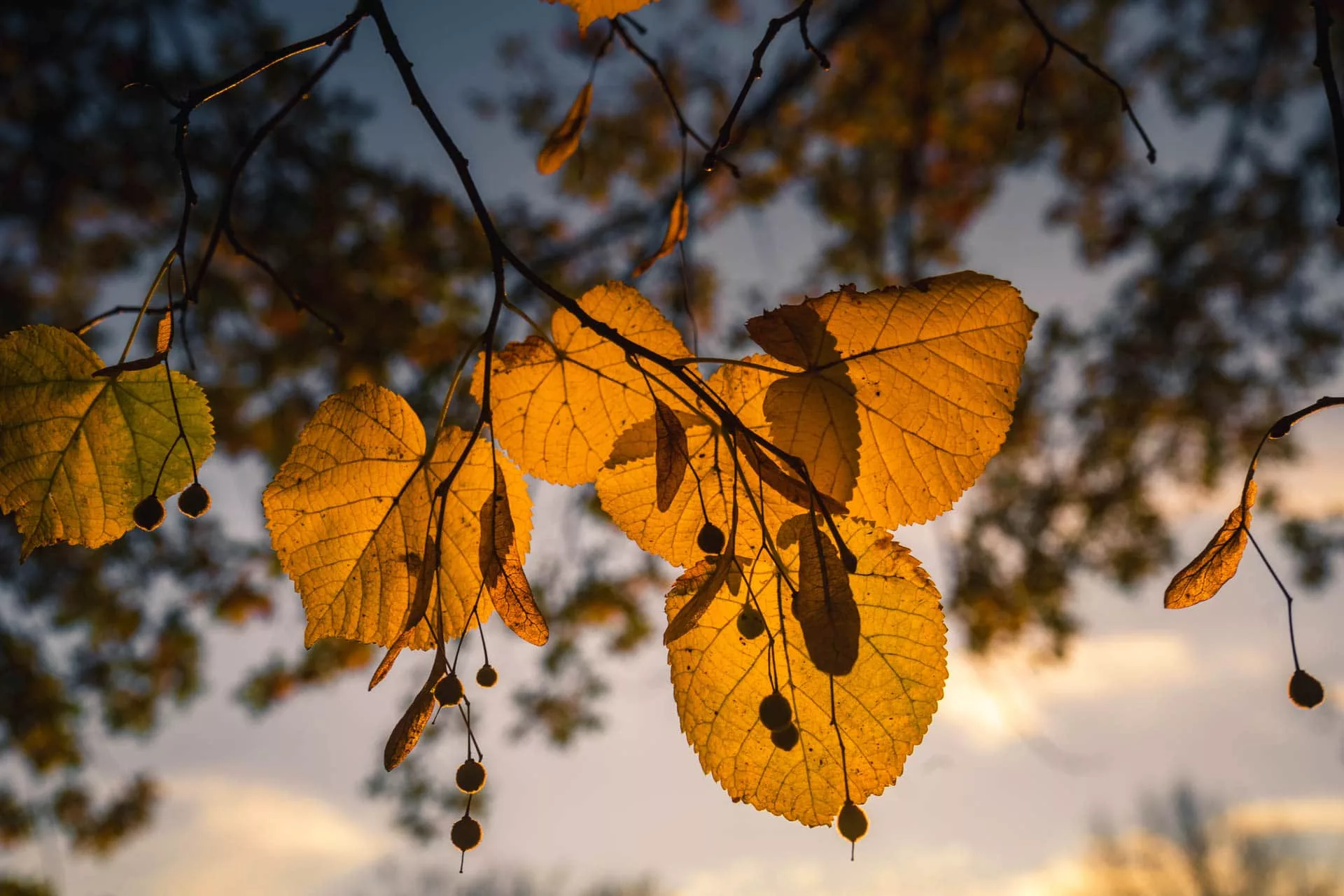 Herbstblätter im Licht