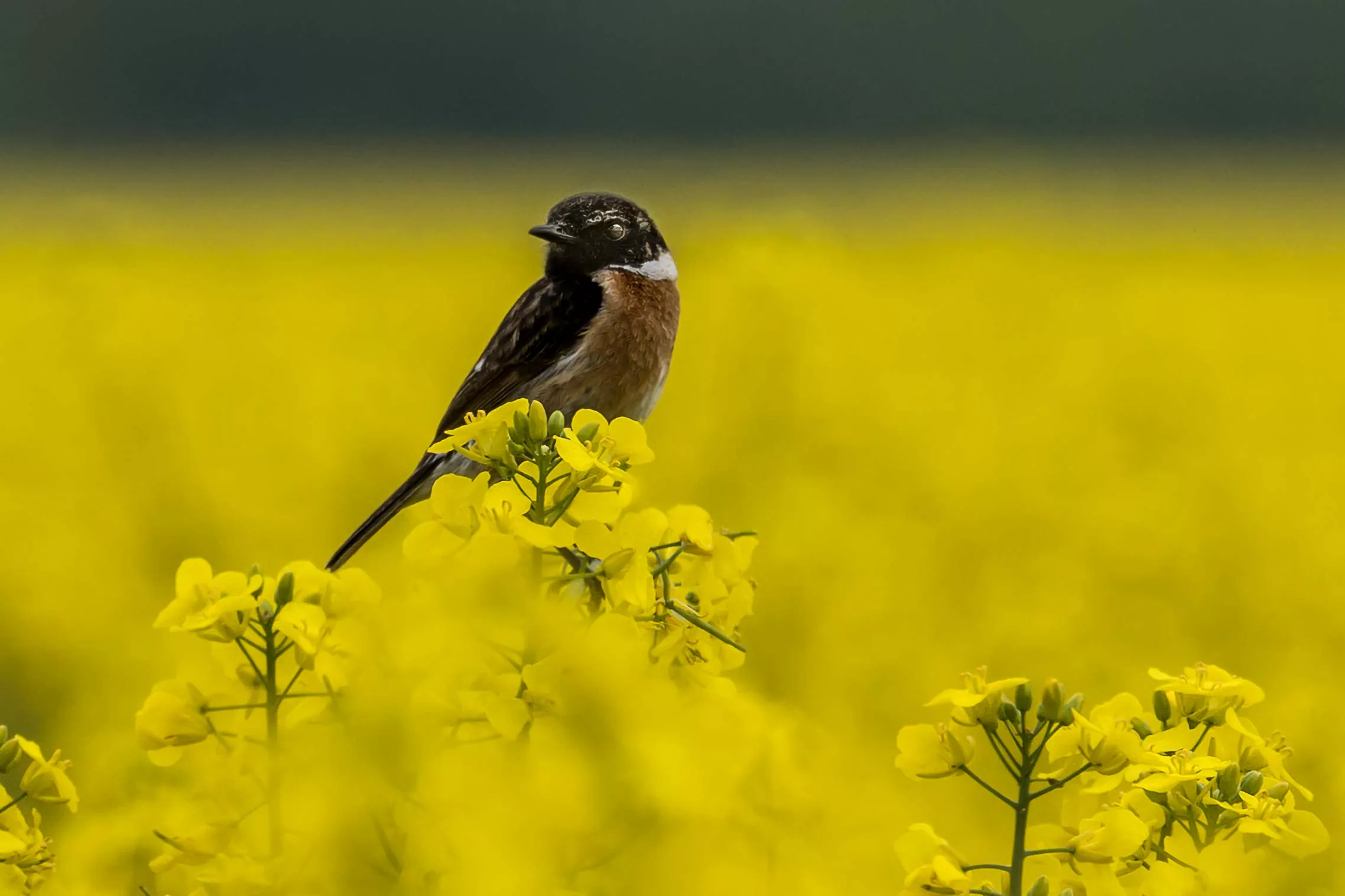 Schwarzkehlchen im Rapsfeld