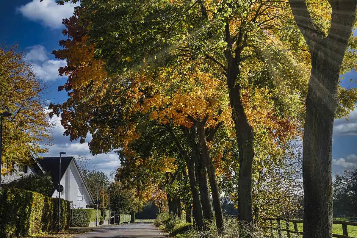 Herbst in Königshoven