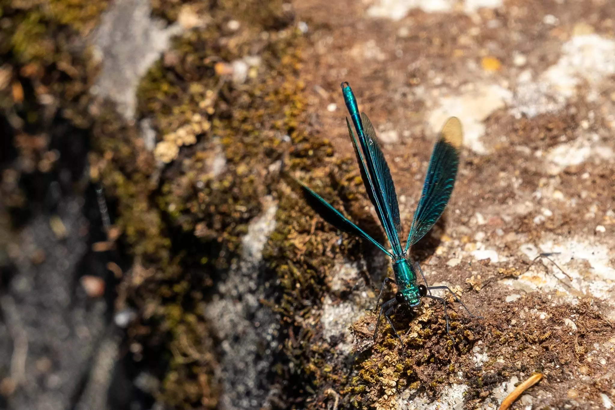 Libelle (Blaufluegel Prachtlibelle)