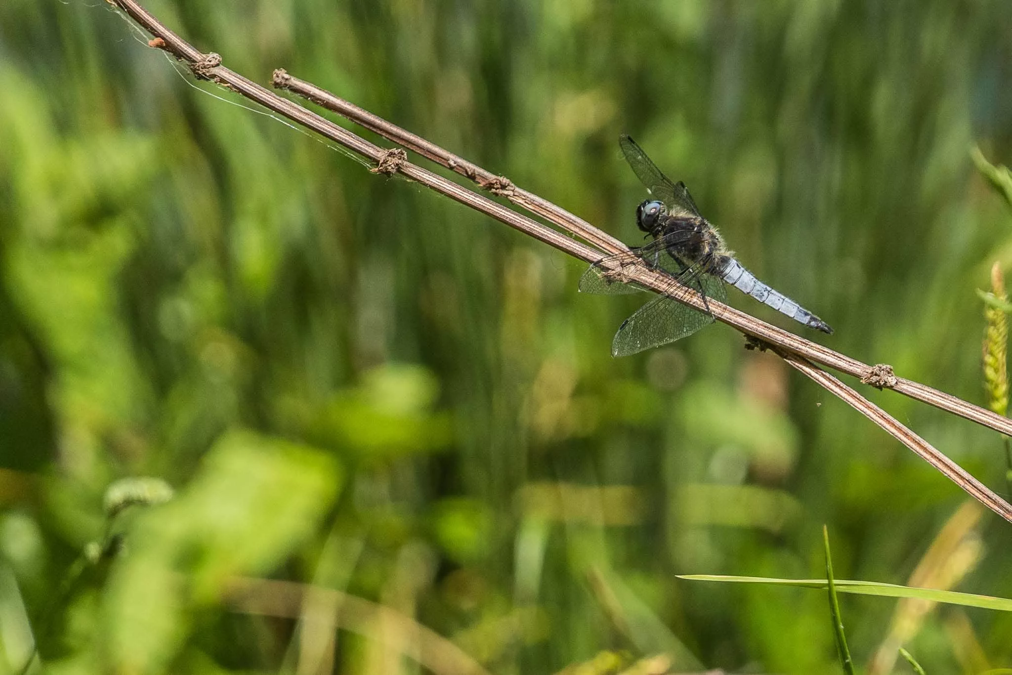 Großer Blaupfeil (Libelle)