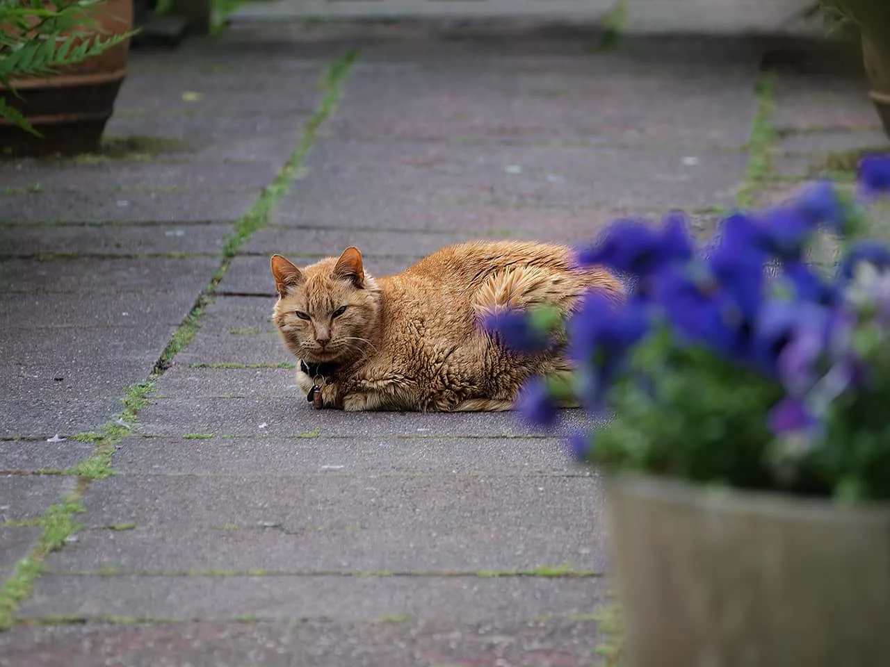 Rote Katze aus Bergen (Nordholland)