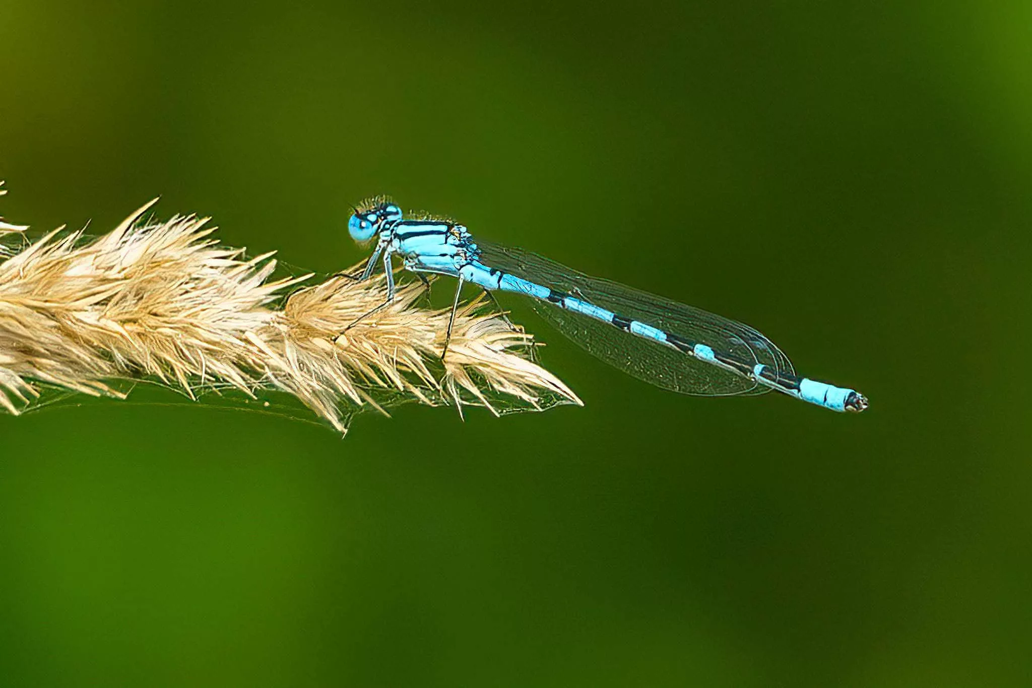 Gemeine Becherjungfer (libelle am Peringsmaar)