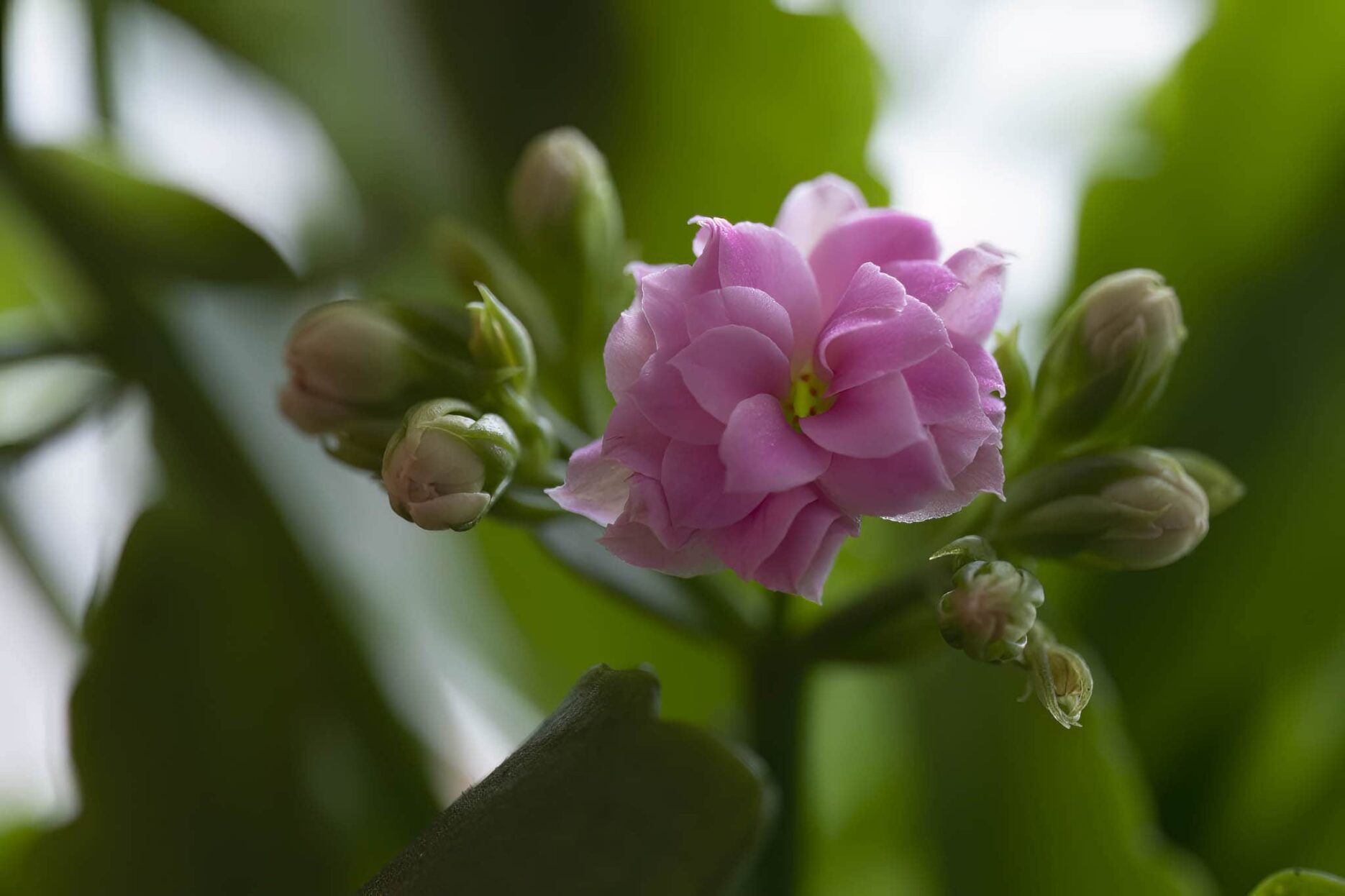 Kalanchoe Madagascar