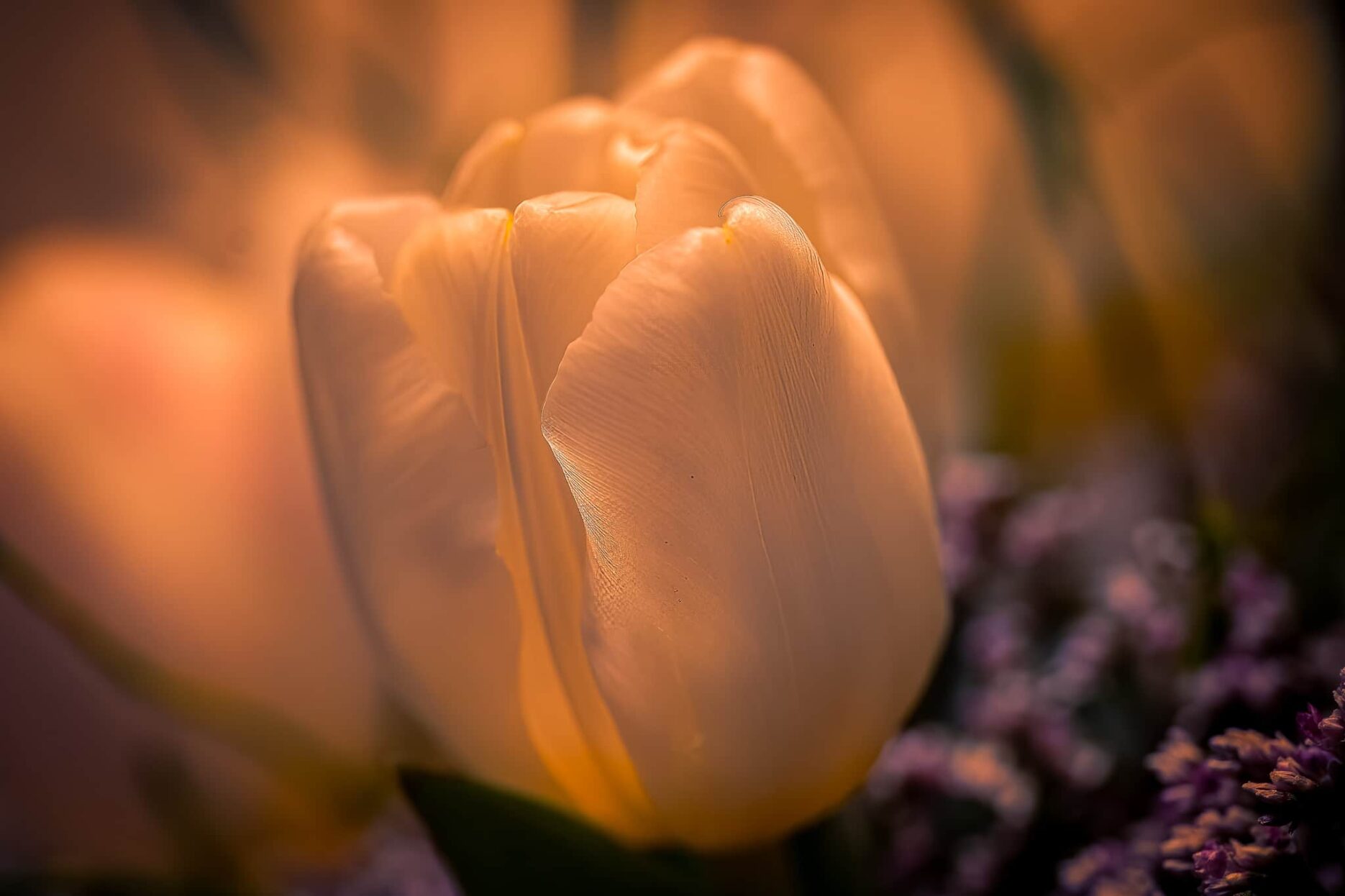 Tulpen aus…