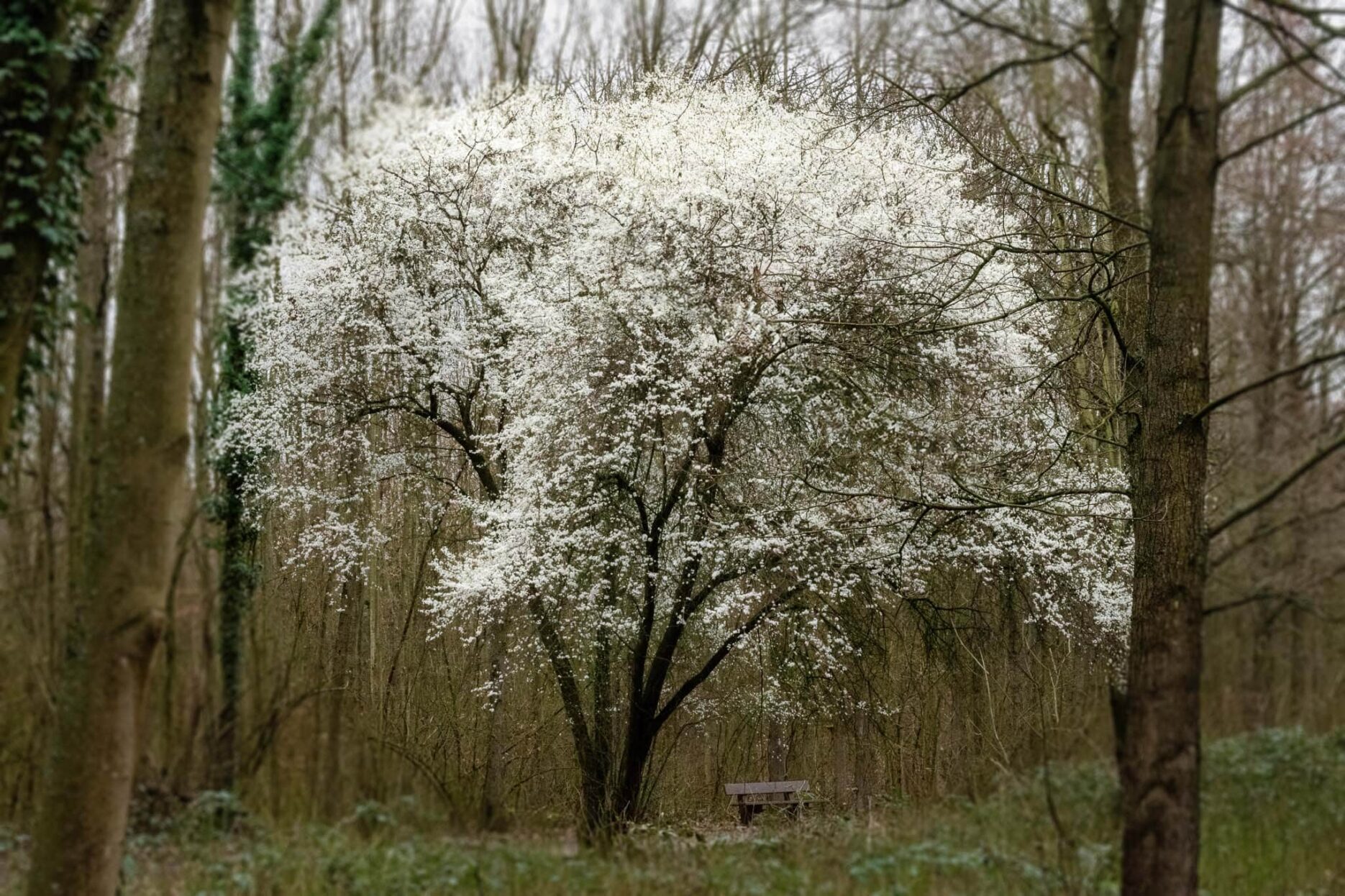 Leuchtend-blühender Baum