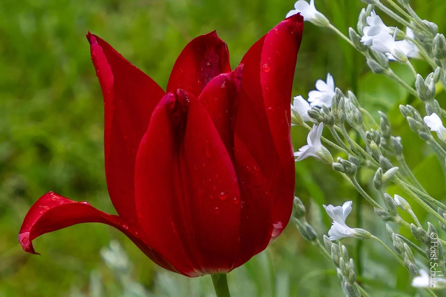 Einsame Tulpe im Garten