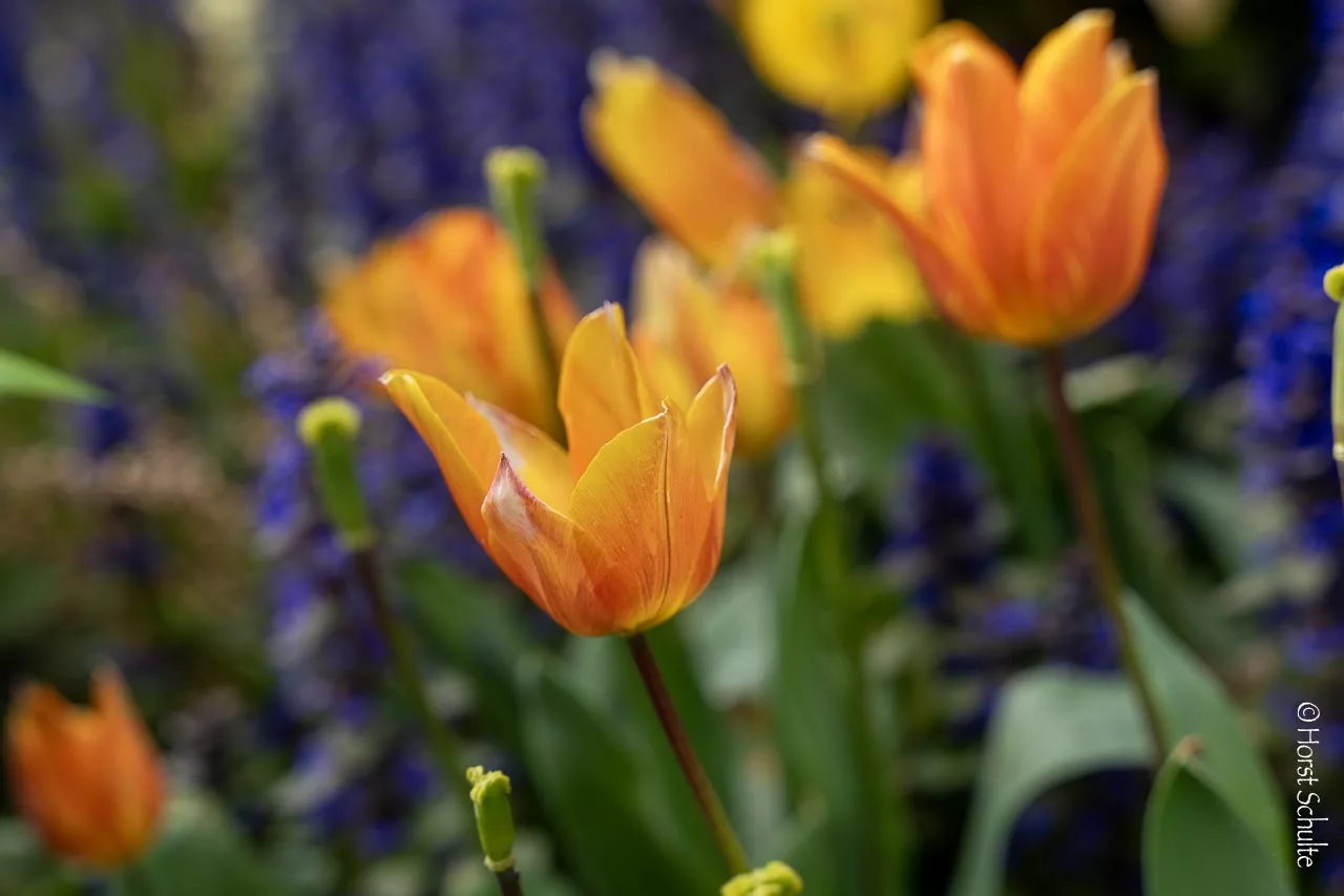 mehrfarbige Tulpen im Garten